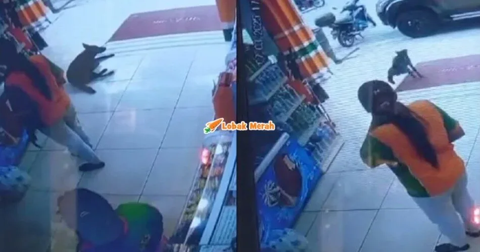 Pengurus Kedai Runcit Dipecat Gara-gara Simb*h Air Panas Pada Anjing Liar