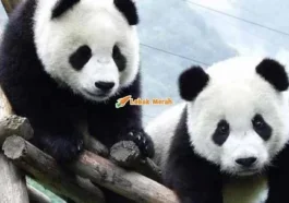 8panda