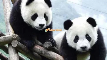 8panda