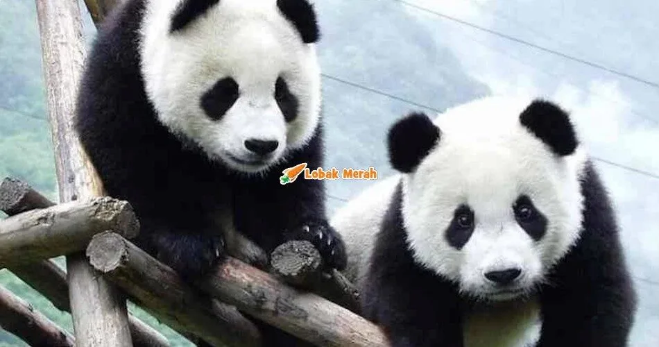 8panda