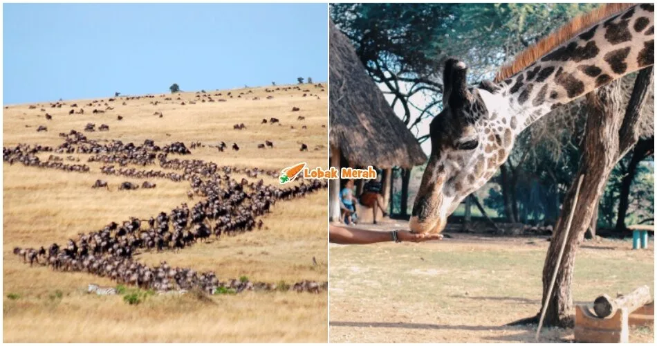 “Bila lagi nak tengok 1.5 juta wildebeest depan mata?” – Ini 5 Sebab Kenapa ‘Migrasi Haiwan Terbesar Di Dunia’ Patut Ada Dalam Wishlist Korang!