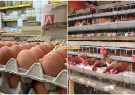 subsidi telur ayam dihapuskan