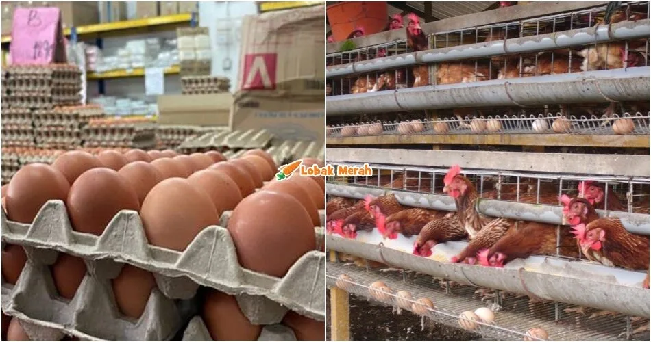 Kerajaan Kurangkan 50% Subsidi Telur Ayam Bermula Esok Sebelum Hapus Sepenuhnya Bermula Ogos