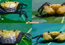 Ketam Bunian