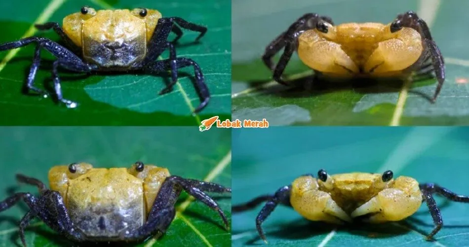 Spesis Baharu Ketam Ditemui Di Gunung Jerai, Diberi Nama ‘Ketam Bunian’