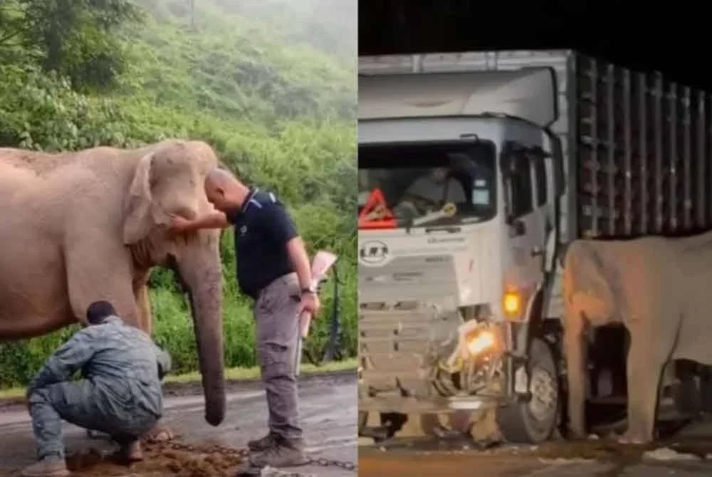 Kes Anak Gajah M*ti Dilanggar: Pemandu Lori Tampil Mohon Maaf, Cerita Kronologi Kejadian