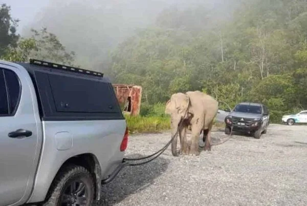 Ibu gajah yang terlibat dalam kemalangan di Jalan Raya Timur-Barat (JRTB) Gerik-Jeli