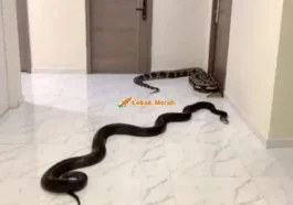 7ular