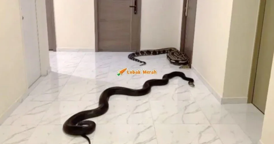 ⁠Wanita Lepaskan Ular Peliharaan Sebab Geram Jiran Bela Anjing & Kucing