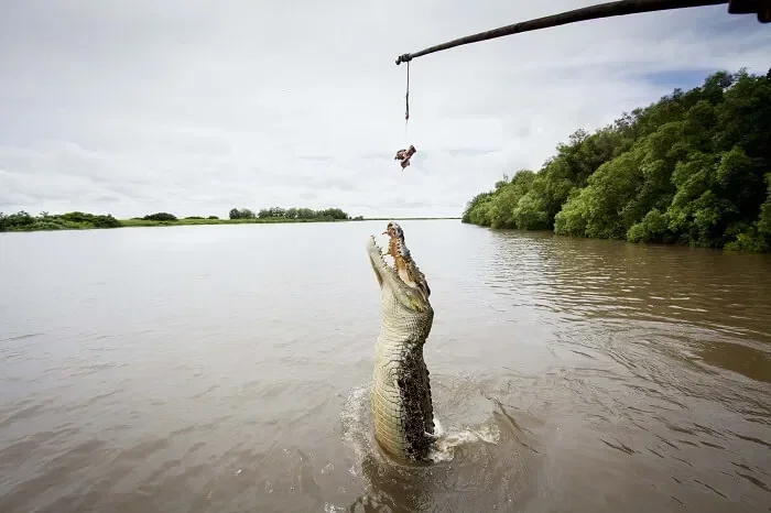 Morning jumping crocodile cruise from Darwin croc jumping.jpg