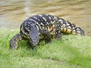 asian water monitor shutterstock 661751011