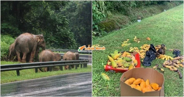 beri makan gajah di JRTB