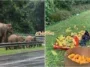 beri makan gajah di JRTB