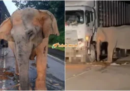 ibu gajah