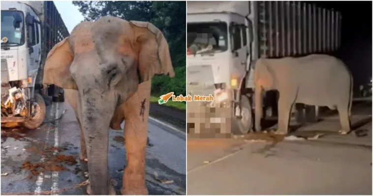 ibu gajah