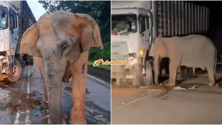 ibu gajah