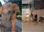 ibu gajah
