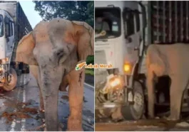 anak gajah