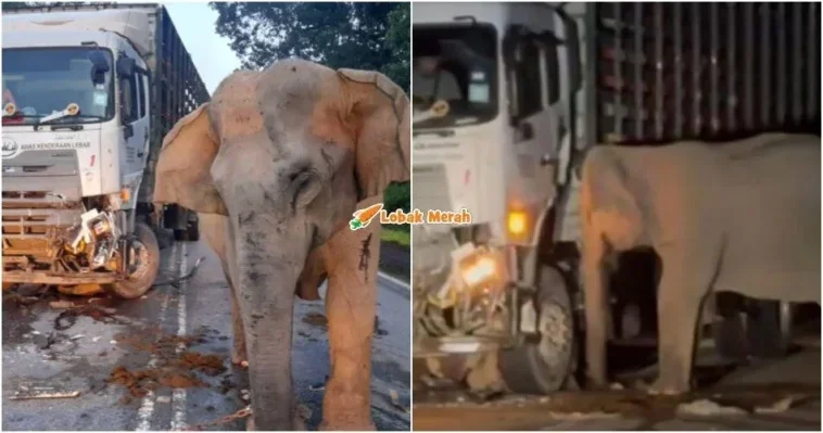 anak gajah