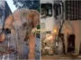anak gajah