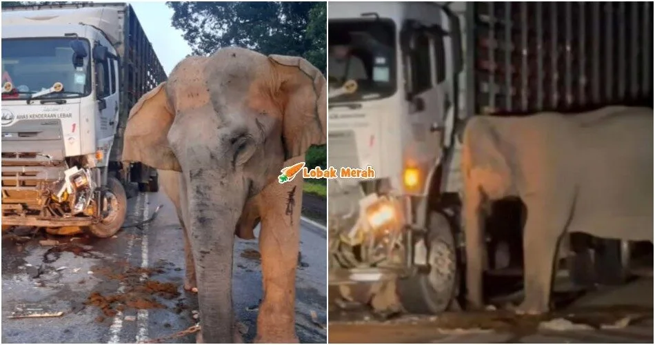 anak gajah