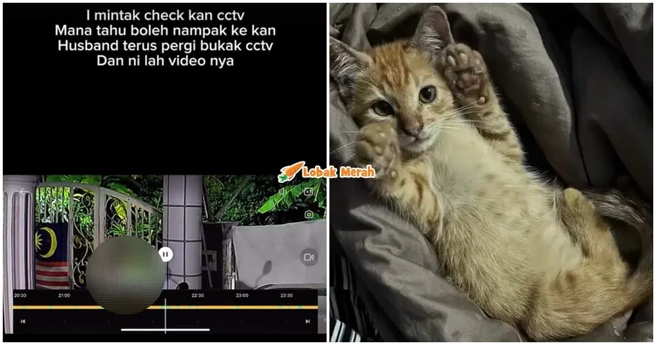 Anak Kucing Ditemui M*ti Lepas Hilang, Tuan Terkilan Lihat Rakaman CCTV ‘Oyen’ Dis*ret Keluar Dari Pagar Rumah