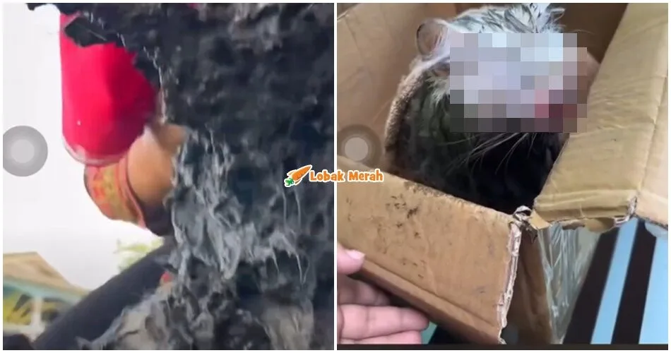 Video Wanita Meraung Lihat Kucing Dalam Longkang Undang Pelbagai Reaksi, Dakwa Ia ‘Kerja’ Jiran