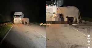 gajah