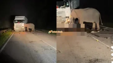 gajah