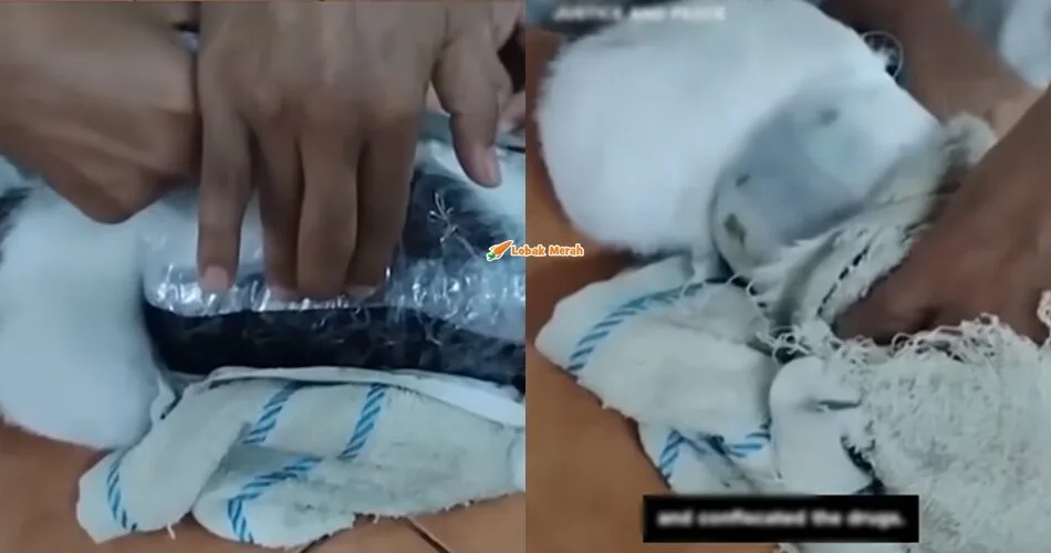 Kucing Ditangkap, Cuba Seludup Dadah Ke Dalam Penjara Di Costa Rica