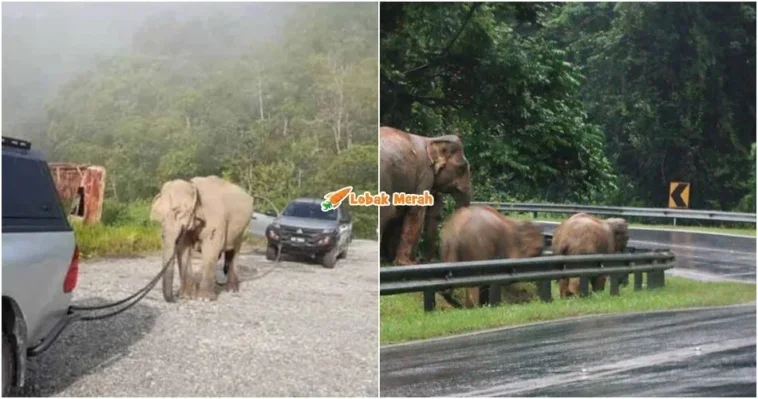 jalan gerik jeli tak dipasang lampu