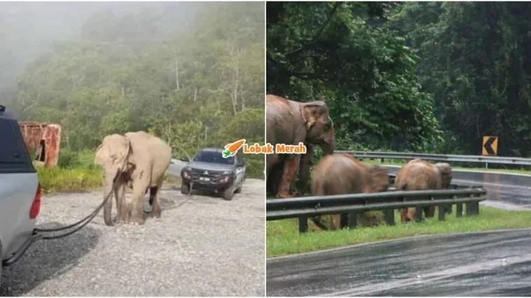 jalan gerik jeli tak dipasang lampu