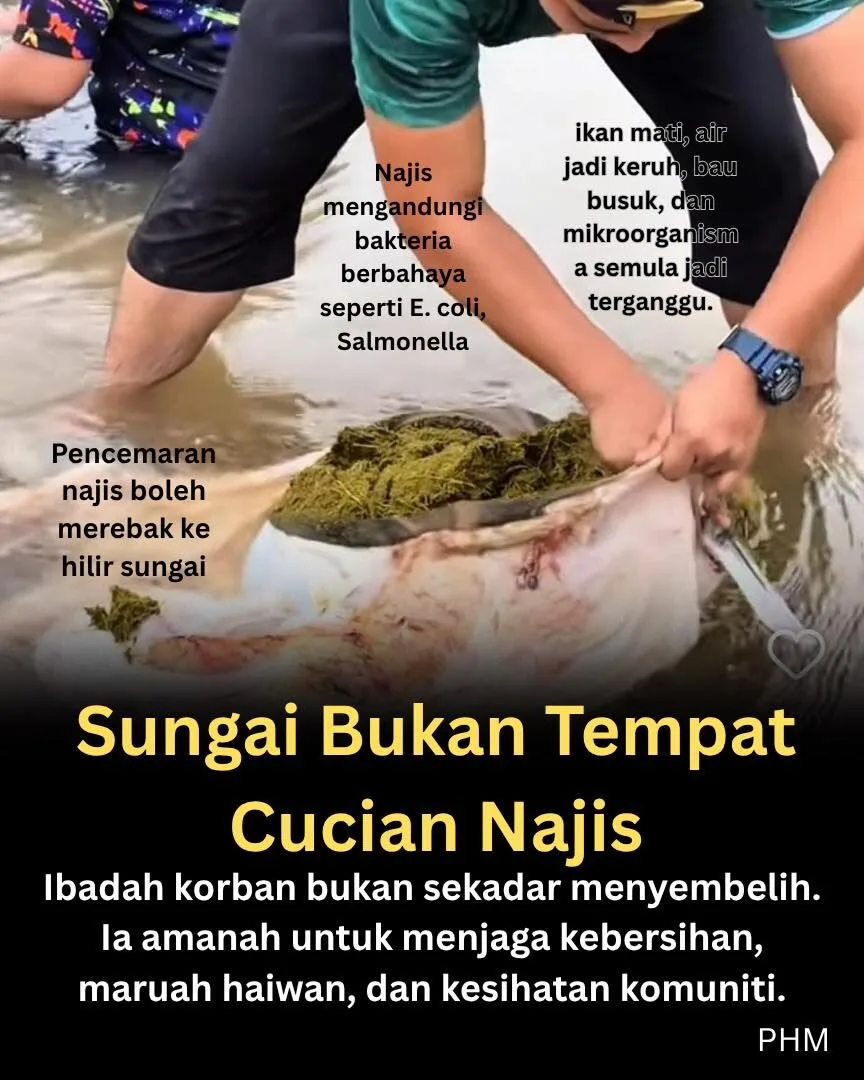 perut lembu