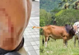 Tulang Rusuk