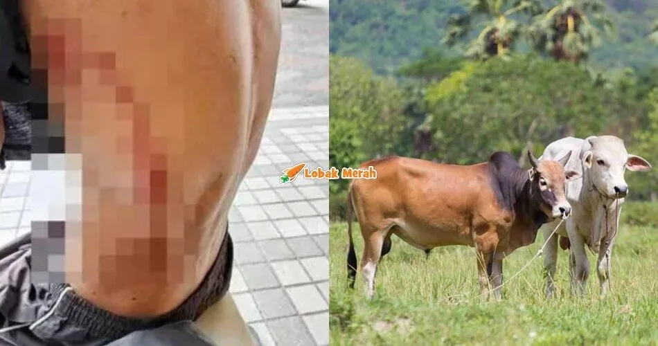 Patah Tulang Rusuk, Warga Emas Cedera Ditanduk Lembu Korban