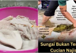 perut lembu