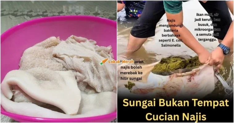 perut lembu