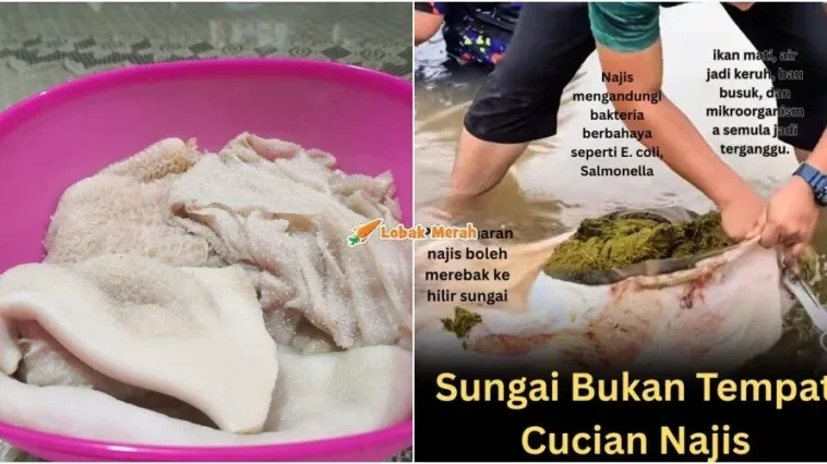 perut lembu