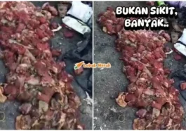 ft daging korban terbuang