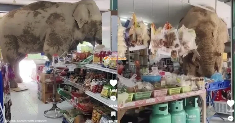 gajah melawat kedai runcit di Thailand