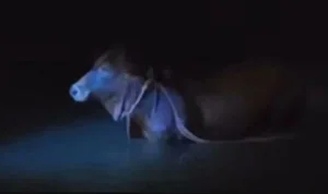 lembu korban hilang