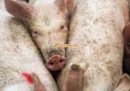 1babi