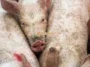 1babi