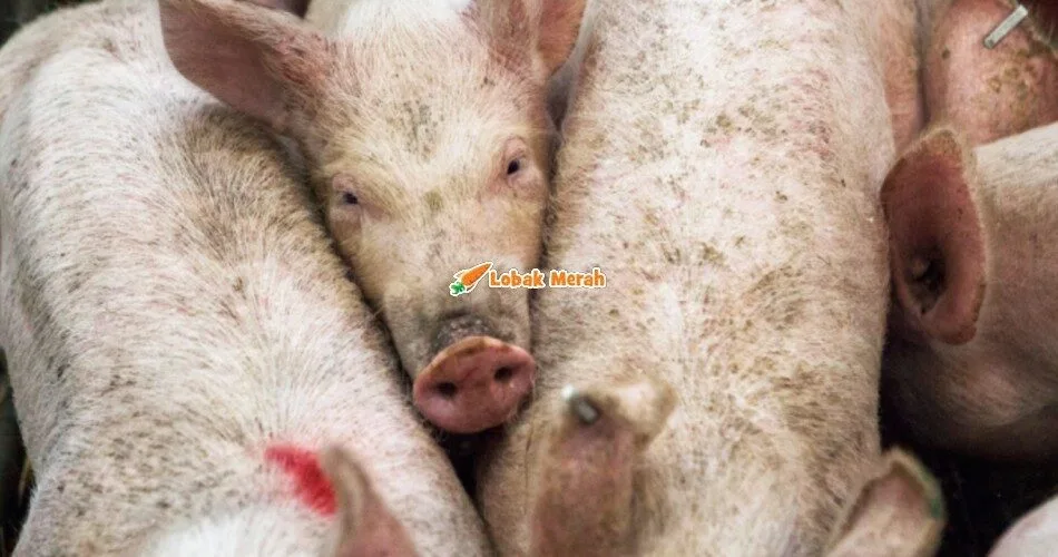 1babi