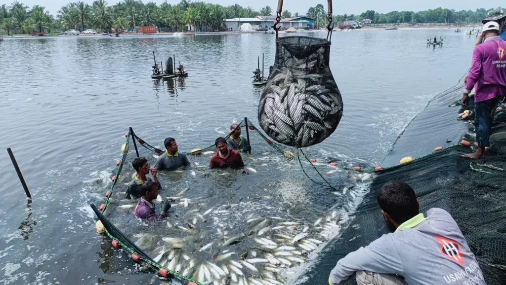 Tuai Hasil Ikan Susu