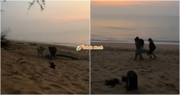 angkat penyu