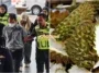dera kulit durian