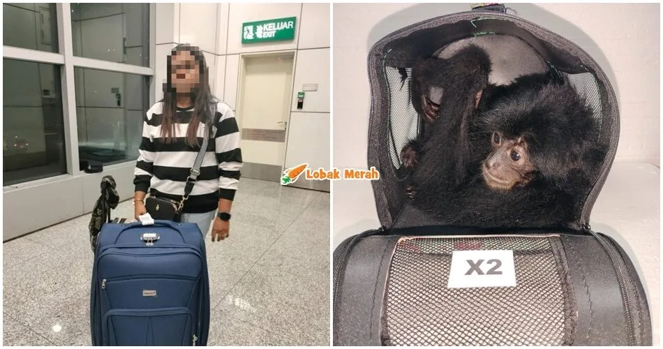 Wanita Sumbat Haiwan Eksotik Dalam Bagasi Untuk Cuba Seludup Melalui KLIA Ditahan