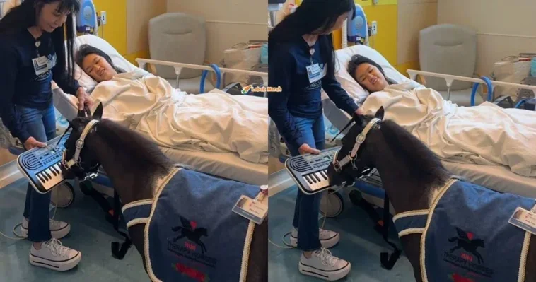 mini therapy horses