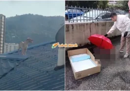 anjing jalanan maut tingkat 17